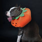 Halloween Pumpkin Collar